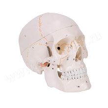 Анатомическая модель черепа с нумерацией