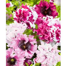 Петуния Превосходнейшая Черныго Триумф