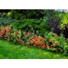 Живая изгородь из айвы японской  низкая 17 кустов на 6-8м выс 10-20см 0,7л  НЕТ