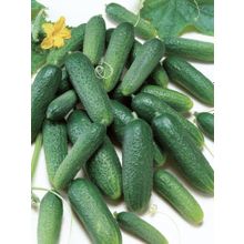 Огурцы Трилоджи F1