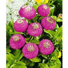 Циния Лилипут пурпурная