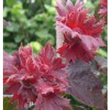 Лещина Фундук Орешник краснолистный крупноплодный Corylus purpurea H=0,2-0,3м V=2-3л НЕТ