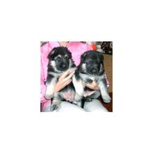 Щенки восточноевропейской овчарки .Здоровые,крепкие и очень породные!