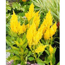 Целозия Золотое перо