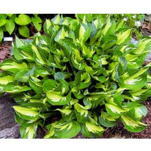 Хоста Вольный ветер