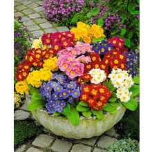 Примула Колоссеа яркий набор