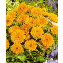 Календула Кендимен оранжевый