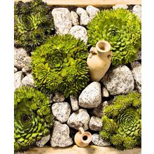 Молодило Малахит набор