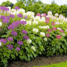 Клеома Цветной фонтан