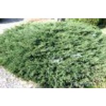 Можжевельник обыкновенный Пфитцериана Глаука Juniperus communis 2-3 лапы диаметр 20-30см 2л