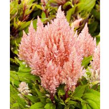 Целозия Тёмный взгляд розовый