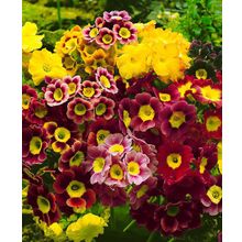 Примула Ушковая цветной ковёр