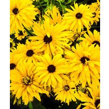 Рудбекия Золотая ромашка