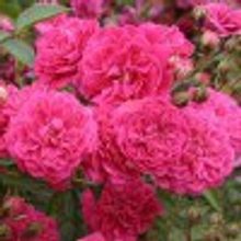 Роза Рокси миниатюрная патио, Poxy V=2,5л НЕТ