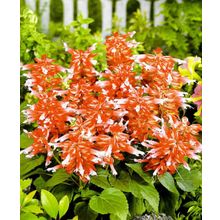 Сальвия Виста красно-белая