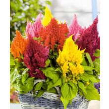 Целозия Глориус яркий набор