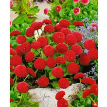 Маргаритка Тассо Красная