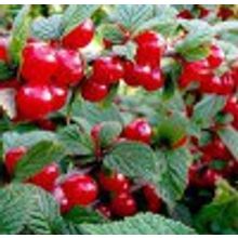 Вишня войлочная плодовая V=2-3л 0,3м НЕТ