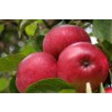 Яблоня плодовая сорта в ассортименте 3 года V=3-6л H=1,3-1,8м