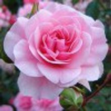 Роза Боника кустовая почвопокровная Bonika V=2,5л