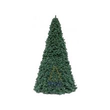 Ель высотная Royal Christmas Giant Trees (580 см)