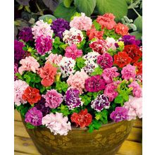 Петуния Дубл Бонанза цветной набор махровая