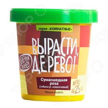 Вырасти Дерево! «Сумасшедшая роза»