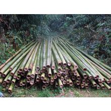 Бамбук зеленый d 90-100мм L=2,8-3м