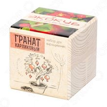 Экокуб «Гранат карликовый»