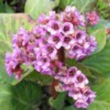 Бадан розовый Bergenia ком 2л НЕТ