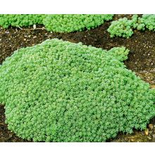 Седум Лизард