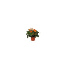Комнатные цветы:цветущие растения:Кроссандра