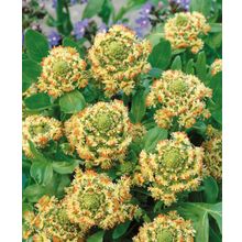 Резеда душистая Красно-розовая