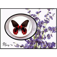 Мыло "тропические бабочки".