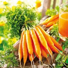 Морковь сахарная Лакомка F1, семена