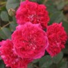 Роза Кримсон Винтер Джевел Crimson Winterjewel V=2,5л НЕТ