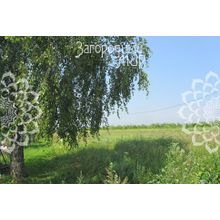 Минское, 100 км от МКАД, Боровский, Лучны, Размер участка: 15 сот.