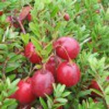 Клюква крупноплодная Vaccinium macrocarpon, сортовая  1,5-2л НЕТ