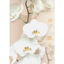 Andrea Rossi Pianosa 54169 5 54169 5