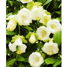 Кобея Белая