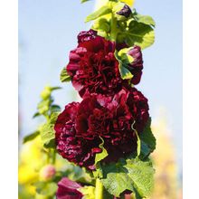 Шток-роза Чатерз Пиковая дама