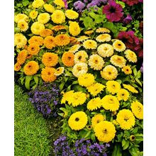 Календула Фиеста цветной набор