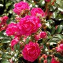 Роза Fairy Queen кустовая Фэйри Квин 2,5л НЕТ