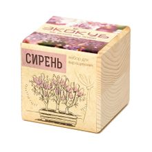 ЭКОКУБ Сирень