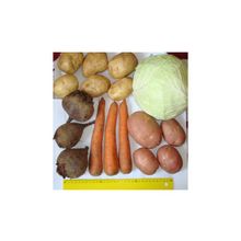 Картофель, лук, свекла, морковь, капуста, помидоры, огурцы, баклажаны, кабачки.