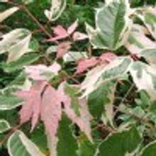 Клен ясенелистный Фламинго Acer negundo Flamingo H=0,65м V=3л НЕТ