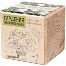 Экокуб «Гардения жасминовидная»