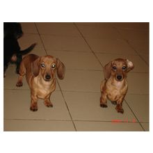 Щенки таксы карликовой, кроличьей длинношерстной и гладкош., от 2 до 10 месяцев