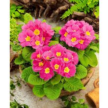 Примула Аккорд Розовая гармония