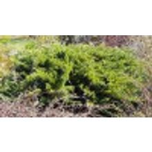Можжевельник казацкий Тамарисцифолия Juniperus sabina Tamariscifolia 3л 20-30см НЕТ